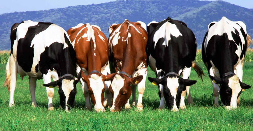 Состояние животноводства в хозяйствах всех категорий на 1 января 2020 года