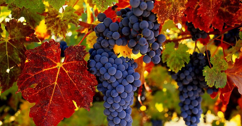 Окончательные итоги сбора винограда и плодовоягодных культур в 2019 году
