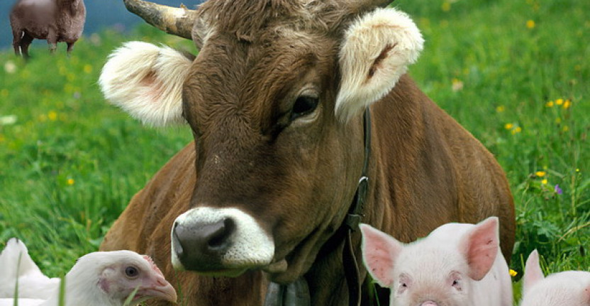 Поголовье скота в хозяйствах всех категорий на 1 января 2020 года