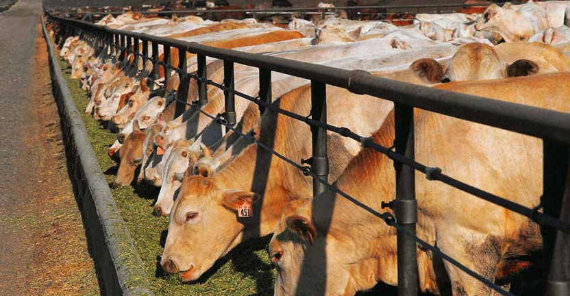 О состоянии животноводства в Ростовской области в 2019 году